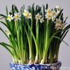 水仙花種球 辦公室水培植物彩色洋水仙 當(dāng)年開(kāi)花
