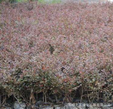 基地批發紅繼木小苗 地被綠化工苗種植紅花繼木樹苗