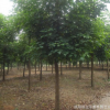 綠化苗木供應各種規格重陽木8--15公分、歡迎咨詢