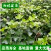 批發(fā)常春藤 基地直銷(xiāo) 常春藤綠化苗 工程綠化苗 藤本植物