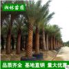 中東海棗樹(shù)大量批發(fā) 精選綠化苗木 精品加拿利海棗棕櫚樹(shù) 蒲葵