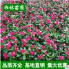 優(yōu)質(zhì)夏堇 夏瑾 山東青州花卉 盆栽 時(shí)令花卉 基地直銷(xiāo) 四季草花