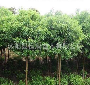 基地批發香樟樹苗 香樟小苗 小葉香樟苗 香樟四季常青