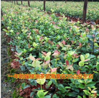 出油率高長林系列 1-2年高產嫁接油茶苗 高產嫁接裸根苗
