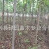 綠化批發欒樹種苗