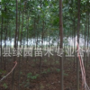 園林，植物綠化工程，欒樹批發(fā)，優(yōu)價1元