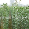 供應大葉女貞樹苗楨樹,大葉女貞，高桿女貞四季常青
