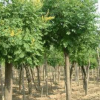 【推薦會員】常年供應各類規(guī)格欒樹 歡迎咨詢