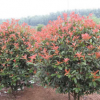 球形紅葉石楠綠化樹苗