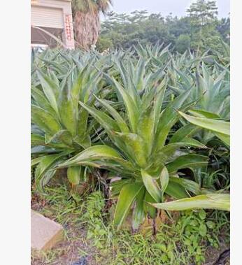 絲蘭 軟葉絲蘭、毛邊絲蘭