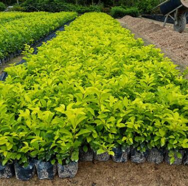 福建黃金葉小苗批發銷售，黃芯梅小苗基地直銷