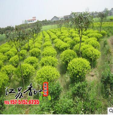 基地批發銷售金葉女貞球 供應優質金葉女貞球工程綠化苗木易成活