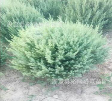 陜西刺柏球基地 規格齊全 西北園林苗木花卉