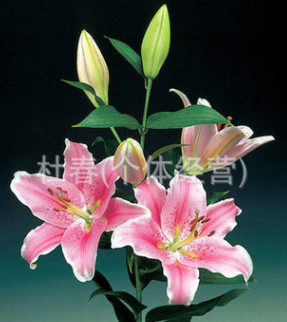 昆明鮮花批發　百合花批發，玫瑰花，康乃馨，菊花