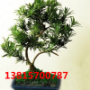 批發(fā) 四季常青 盆栽植物 羅漢松盆栽 羅漢松造型盆景 凈化空氣