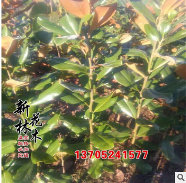 廣玉蘭樹苗 特價(jià)出售四季常青