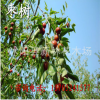 批發零售供應棗樹 棗樹苗 果樹苗木