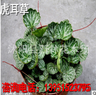 批發(fā)供應(yīng)虎耳草 觀葉植物 綠化苗木批發(fā)