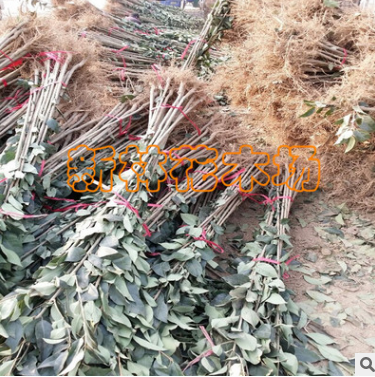 批發(fā)供應(yīng)高桿大葉女貞小苗 量大從優(yōu)