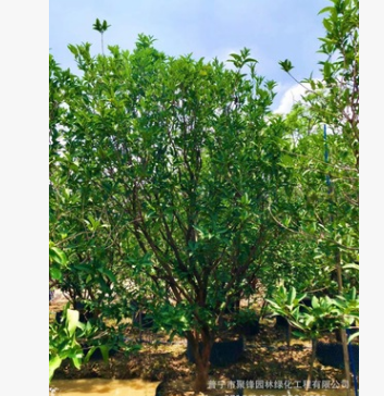 揭陽洋蒲桃產地 蓮霧基地