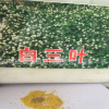 專業(yè)銷售優(yōu)質(zhì)進口草坪種子白三葉草種子幸運草 包發(fā)芽率量大優(yōu)惠