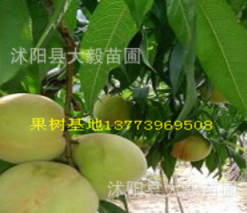 果樹苗 嫁接桃樹苗 水蜜桃 南北方種植 香甜可口 量大優(yōu)惠