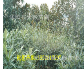 枇杷基地 枇杷苗 各種規(guī)格齊全果樹