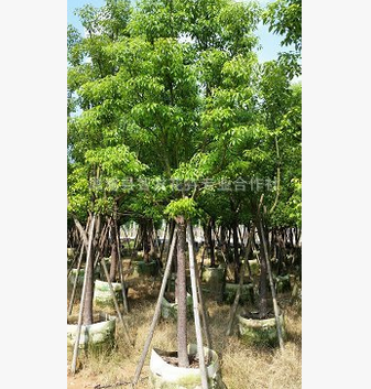 移植全冠香樟批發(fā)