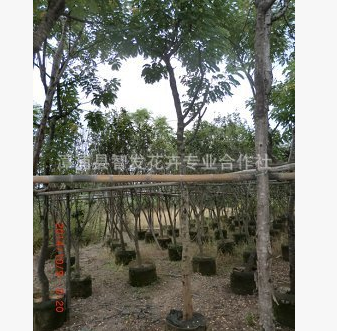 批發(fā)黃槐花