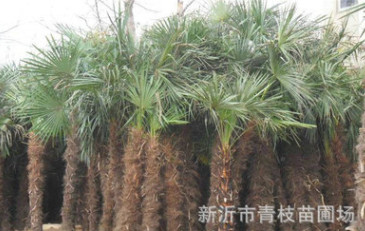 批發(fā)綠化苗木花卉喬木花灌木色塊宿根類 棕櫚 棕櫚批發(fā) 歡迎咨詢