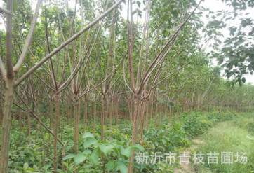 綠化苗木花卉花灌木色塊宿根類花卉苗木 重陽木 重陽木批發