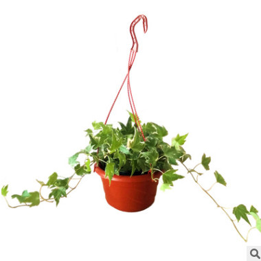 苗圃產地直銷花卉室內盆栽植物常春藤 批發青葉常春藤