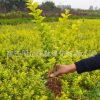 基地直銷金葉女貞樹綠化工程小區園林綠化樹
