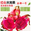 紅心紅肉火龍果苗南北方種植盆栽地栽庭院果樹苗帶芽帶根當(dāng)年結(jié)果