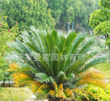 批發優質鐵樹種子 蘇鐵種子 發芽率高 量大從優