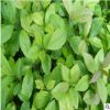 批發流蘇種子 顆粒飽滿 新采流蘇種子包發芽 貨源足 保質保量