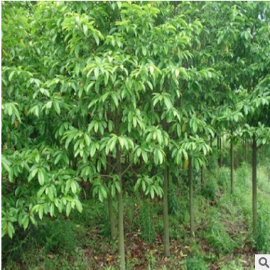 批發(fā)優(yōu)質(zhì)綠化種子 含笑種子 樂昌含笑 深山含笑花種子 發(fā)芽率高