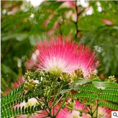 批發(fā)優(yōu)質(zhì)合歡樹種子 紅花合歡種子 成活率高 量大優(yōu)惠