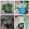 多肉植物 花卉綠植 辦公室小盆栽 多肉 綠色盆栽 陽臺植物