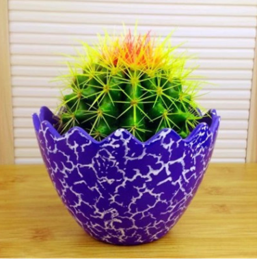 仙人球組合盆栽花卉綠植辦公室室內臥室防輻射除甲醛電腦旁盆景