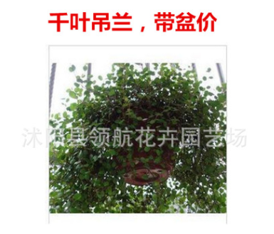 批發千葉吊蘭 室內盆景 凈化空氣 垂吊植物 吸收甲醛