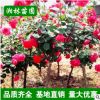 基地供應(yīng)樹狀月季大花月季樹獨(dú)桿月季 樹樁月季 規(guī)格齊全量大優(yōu)惠