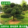 園林綠化樹 市政園林 羅漢松 各種造型樹 造型優(yōu)美