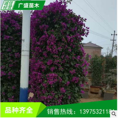 苗圃供應(yīng) 三角梅景樁 紫花三角梅盆栽 又名賀春紅