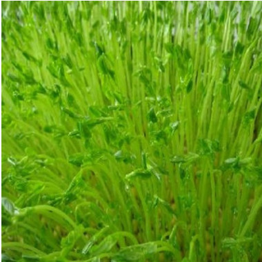 批發(fā)牧草蔬菜種子 蕎麥種子 苦蕎麥種子 品種齊全 價(jià)格從優(yōu)