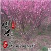 供應(yīng)各種綠化工程苗木 高品質(zhì)重瓣榆葉梅小苗批發(fā) 規(guī)格齊全易成活