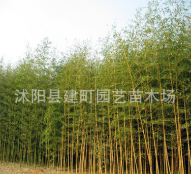 基地批發竹子苗紫竹苗 大青竹苗 金鑲玉竹苗等 規格全 數量多