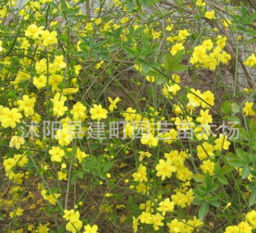 迎春 迎春花 迎春小苗 園林綠化工程 景觀綠化工程苗木批發迎春苗