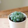 多肉植物真玉露 仙人類 防輻射 迷你辦公室綠植多肉多漿觀賞植物