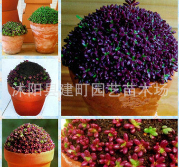 多肉 紫米粒 多肉植物 米粒花 紫米飯 桌面迷你盆栽花卉